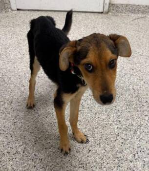 Dyson -  Mixed Breed Dog Available for Adoption in Kansas City, Missouri - Dyson | PetCurious
