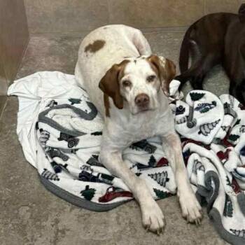 Rescue Brittany Spaniel Dogs for Adoption in Spring Hill, Kansas - Charlie | PetCurious