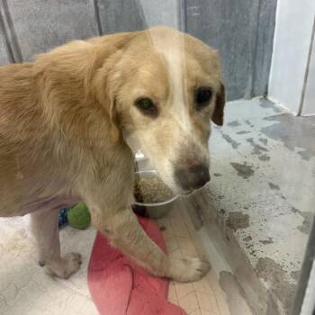 Golden Retriever and Airedale Terrier Dogs Available for Adoption in Austin, Texas - Barkley | PetCurious