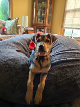 Soro -  Mixed Breed Dog for Adoption in Seville, Ohio - Soro | PetCurious