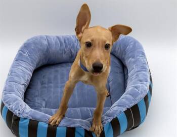 LYRIC -  Labrador Retriever and Mixed Breed Dog for Adoption in Fort Lauderdale, Florida - LYRIC | PetCurious