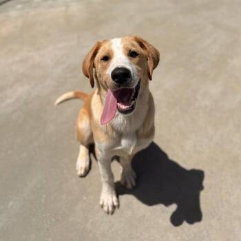 Pirate -  Labrador Retriever and Mixed Breed Dog for Adoption in Riverwoods, Illinois - Pirate | PetCurious