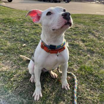 Mixed Breed Dogs Available for Adoption in Davenport, Iowa - Far Away | PetCurious
