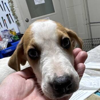Tamale -  Mixed Breed Dog for Adoption in Milton, Florida - Tamale | PetCurious