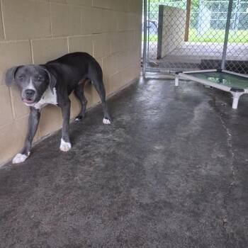 Slate -  English Bulldog Dog for Adoption in Lyons, Georgia - Slate | PetCurious