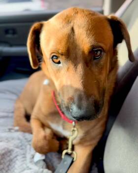 Rescue German Shepherd Dog and Rhodesian Ridgeback Dogs for Adoption in San Marcos, California - Josh Needs A Foster Or Forever Home | PetCurious