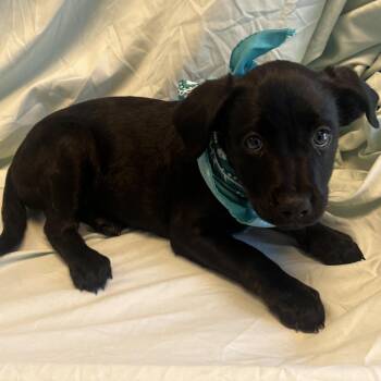 Sequoia -  Mixed Breed Dog for Adoption in Canal Winchester, Ohio - Sequoia | PetCurious