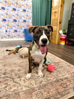 Pit Bull Terrier and Plott Hound Dogs Available for Adoption - Finn Sweetie The Happiest Boy Around | PetCurious