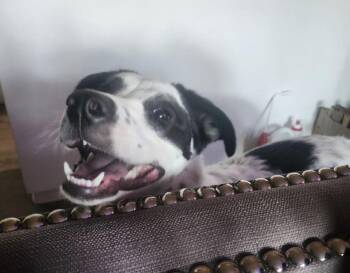 Khaleesi -  Pit Bull Terrier and German Shepherd Dog Dog for Adoption in Stockton, California - Khaleesi | PetCurious