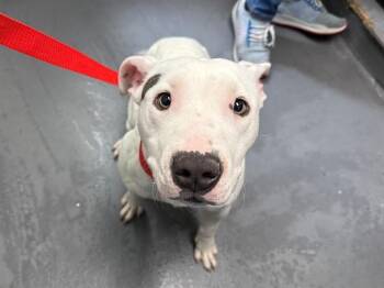 Pit Bull Terrier and Bull Terrier Dogs Available for Adoption in Antioch, California - BROOK | PetCurious