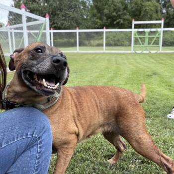 Harley -  Mixed Breed Dog for Adoption in Ashtabula, Ohio - Harley | PetCurious