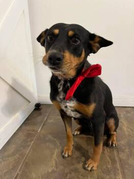 Australian Cattle Dog Blue Heeler Dogs Available for Adoption in Grand Bay, Alabama - Gwinnie | PetCurious