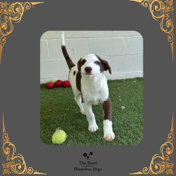 Lennox -  Cattle Dog Dog for Adoption in Cumberland, Rhode Island - Lennox | PetCurious