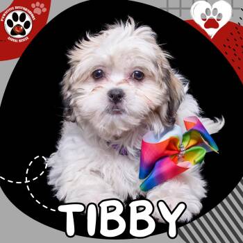 TIBBY -  Shih Tzu and Bichon Frise Dog for Adoption in Foxfield, Colorado - TIBBY | PetCurious