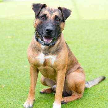 CRAWFORD -  Pit Bull Terrier and Mixed Breed Dog for Adoption in Camarillo, California - CRAWFORD | PetCurious