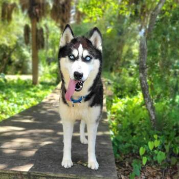 Husky Dogs Available for Adoption in Port Charlotte, Florida - Princess | PetCurious