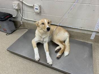RAPUNZEL -  Siberian Husky and Mixed Breed Dog for Adoption in Grand Prairie, Texas - RAPUNZEL | PetCurious
