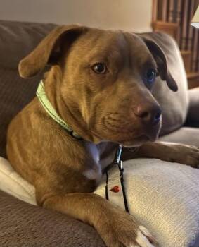 Darla -  Mixed Breed Dog for Adoption in Freedom, Wisconsin - Darla | PetCurious