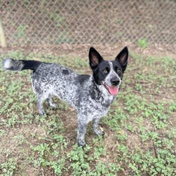Anne Shirley -  Australian Cattle Dog Blue Heeler and Mixed Breed Dog for Adoption in Carencro, Louisiana - Anne Shirley | PetCurious