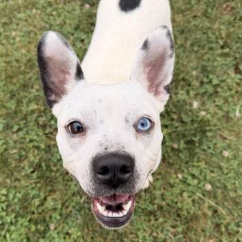 Delta Dawn -  American Staffordshire Terrier and Australian Cattle Dog Blue Heeler Dog for Adoption in Houston, Texas - Delta Dawn | PetCurious