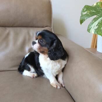 Mateo -  Cavalier King Charles Spaniel Dog for Adoption in Rochester, Minnesota - Mateo | PetCurious
