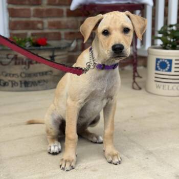Lia -  Labrador Retriever Dog Available for Adoption in Yaphank, New York - Lia | PetCurious