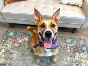 Adalynn Eloise A Water Loving Good Time Girl -  Husky and Pit Bull Terrier Dog for Adoption in Friendswood, Texas - Adalynn Eloise A Water Loving Good Time Girl | PetCurious