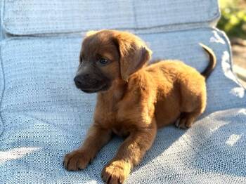 Labrador Retriever and Golden Retriever Dogs Available for Adoption - Ash | PetCurious