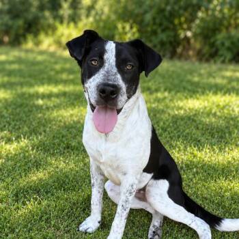 Mandi -  Boxer and Cattle Dog Dog for Adoption in Medfield, Massachusetts - Mandi | PetCurious