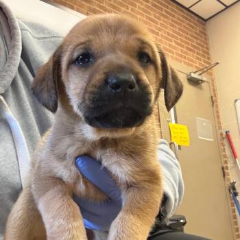 Terrier Dogs Available for Adoption in Birmingham, Alabama - Judd | PetCurious