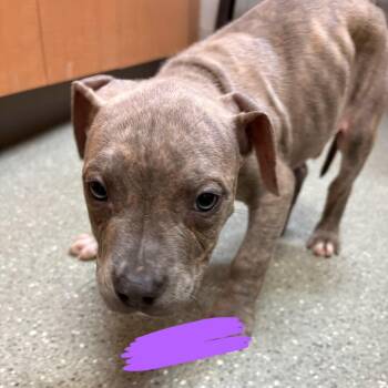Pit Bull Terrier Dogs Available for Adoption in Wilmington, Delaware - Tan | PetCurious
