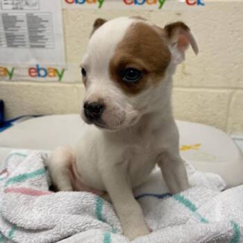 Butter -  Cattle Dog and Terrier Dog for Adoption in Nashville, Tennessee - Butter | PetCurious