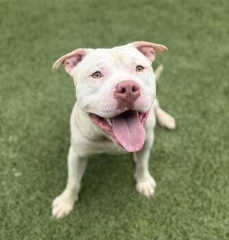 Casper(HW+) -  American Bulldog and Mixed Breed Dog for Adoption in Conway, South Carolina - Casper(HW+) | PetCurious