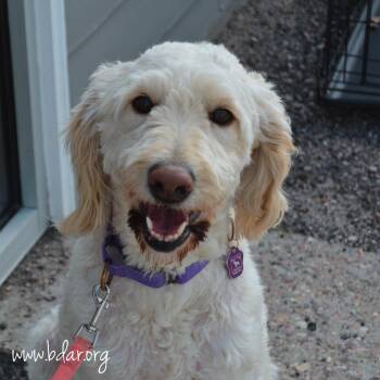 Kira -  Standard Poodle and Mixed Breed Dog for Adoption in Cheyenne, Wyoming - Kira | PetCurious