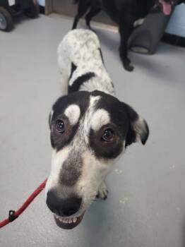 Ic-10 -  Australian Cattle Dog Blue Heeler Dog Available for Adoption in Lawrenceville, Georgia - Ic-10 | PetCurious
