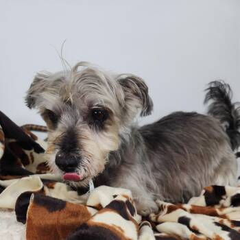 Luke -  Yorkshire Terrier Dog for Adoption in Fort Wayne, Indiana - Luke | PetCurious