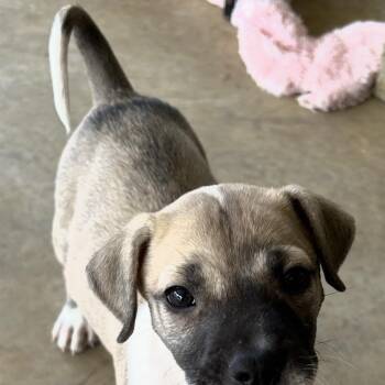 Pancake -  Pit Bull Terrier Dog for Adoption in Krum, Texas - Pancake | PetCurious