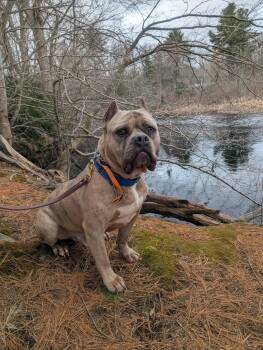 Staffordshire Bull Terrier Dogs Available for Adoption in Pembroke, Massachusetts - Espresso  | PetCurious