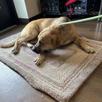 Spongebob -  Labrador Retriever and Mixed Breed Dog for Adoption in League City, Texas - Spongebob | PetCurious