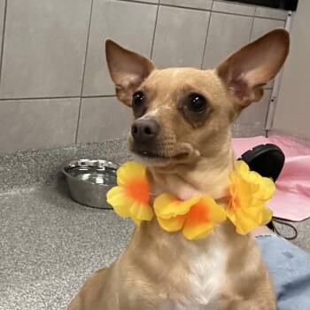 Lilly -  Mixed Breed Dog for Adoption in Oak Brook, Illinois - Lilly | PetCurious