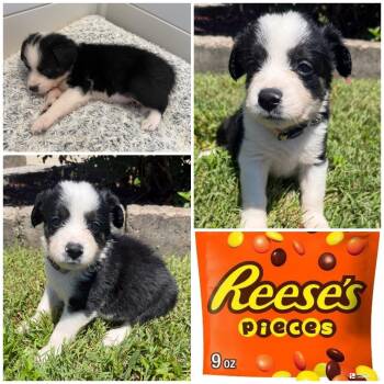 Reeses Pieces -  Mixed Breed Dog Available for Adoption in Spring Hill, Tennessee - Reeses Pieces | PetCurious
