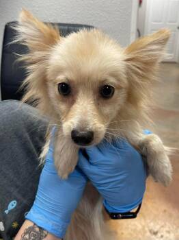 Pomeranian Dogs Available for Adoption in Bolivar, Missouri - Starshine | PetCurious