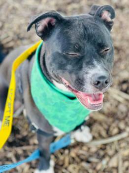 Pit Bull Terrier Dogs Available for Adoption in Social Circle, Georgia - Dante | PetCurious