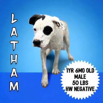 Latham -  Pointer and Pit Bull Terrier Dog for Adoption in Sorrento, Louisiana - Latham | PetCurious