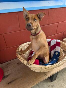 Hootie -  Hound and Black Mouth Cur Dog for Adoption in Pensacola, Florida - Hootie | PetCurious