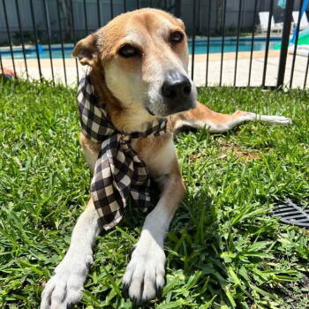 Rescue Retriever Dogs for Adoption in Dallas, Texas - Sugar | PetCurious