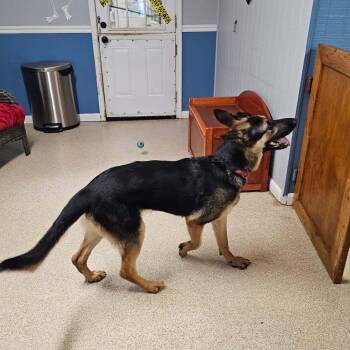 Twizzler -  German Shepherd Dog Dog for Adoption in Sunderland, Maryland - Twizzler | PetCurious