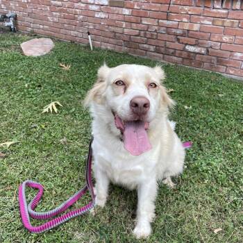 Rescue Mixed Breed Dogs for Adoption in Houston, Texas - Gigi | PetCurious