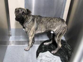 Rescue Pit Bull Terrier and Mixed Breed Dogs for Adoption in Tustin, California - TUM TUM | PetCurious