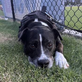 Dasher -  Labrador Retriever Dog for Adoption in Columbia, South Carolina - Dasher | PetCurious